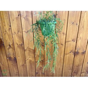Voskovka (Hoya Linearis) - výška 40-50 cm, kont. C1,5L - závesný kvetináč